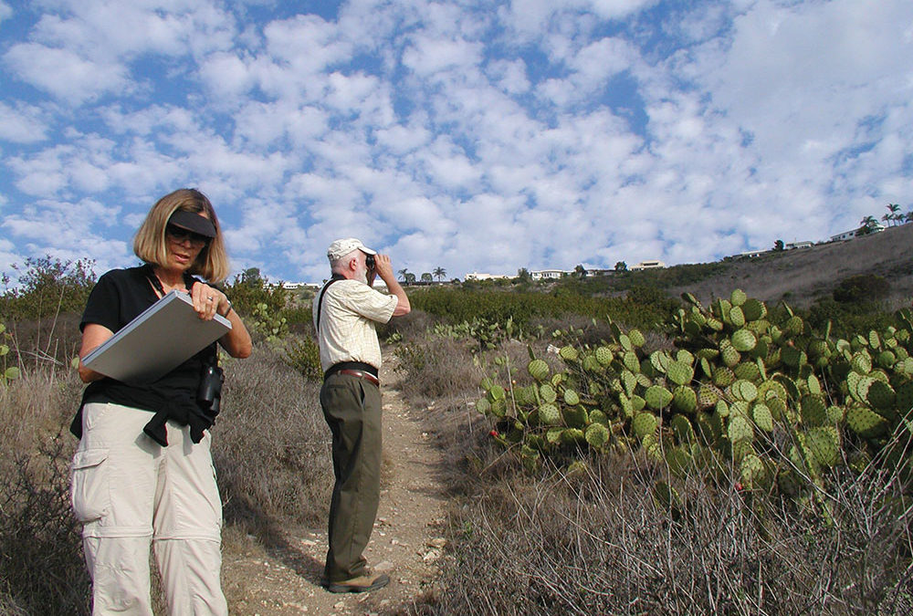 Citizen Science Project Informs Cactus Wren Habitat Restoration