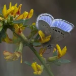 Palos Verdes Blue Butterfly
