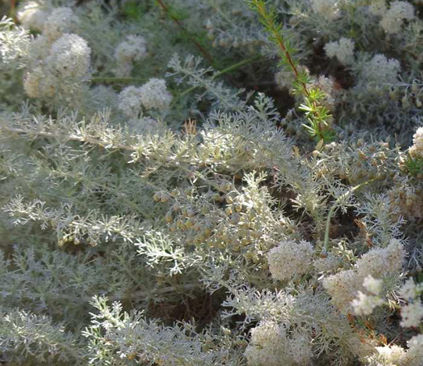 artemisia-californica-canyon-gray-buckwheat