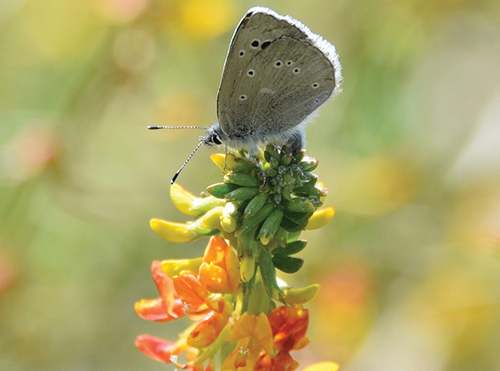 Historic Release of Palos Verdes Blue Butterfly on Palos Verdes Nature Preserve