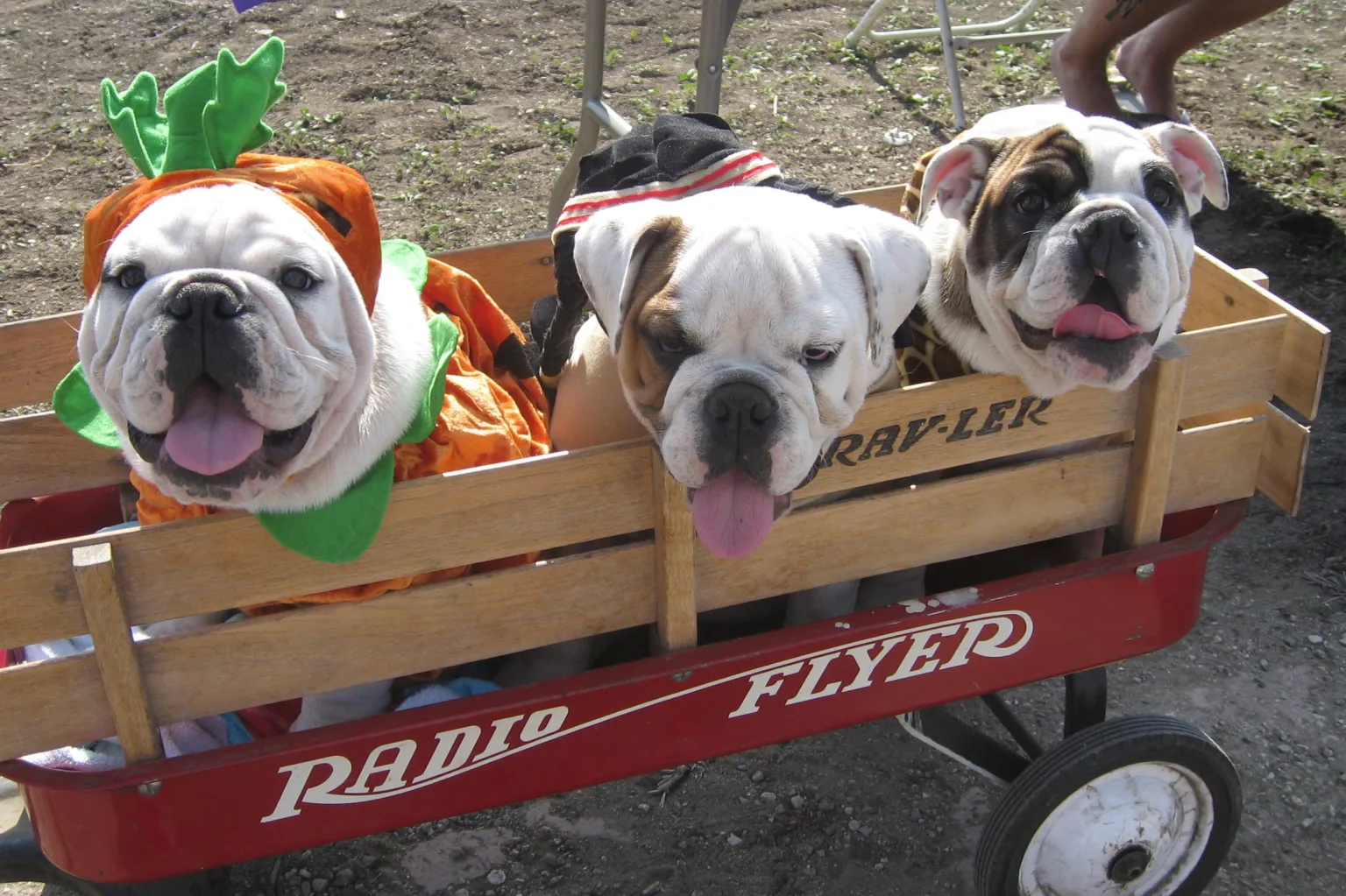Pet Friendly Halloween Dog Parade at White Point Nature Preserve