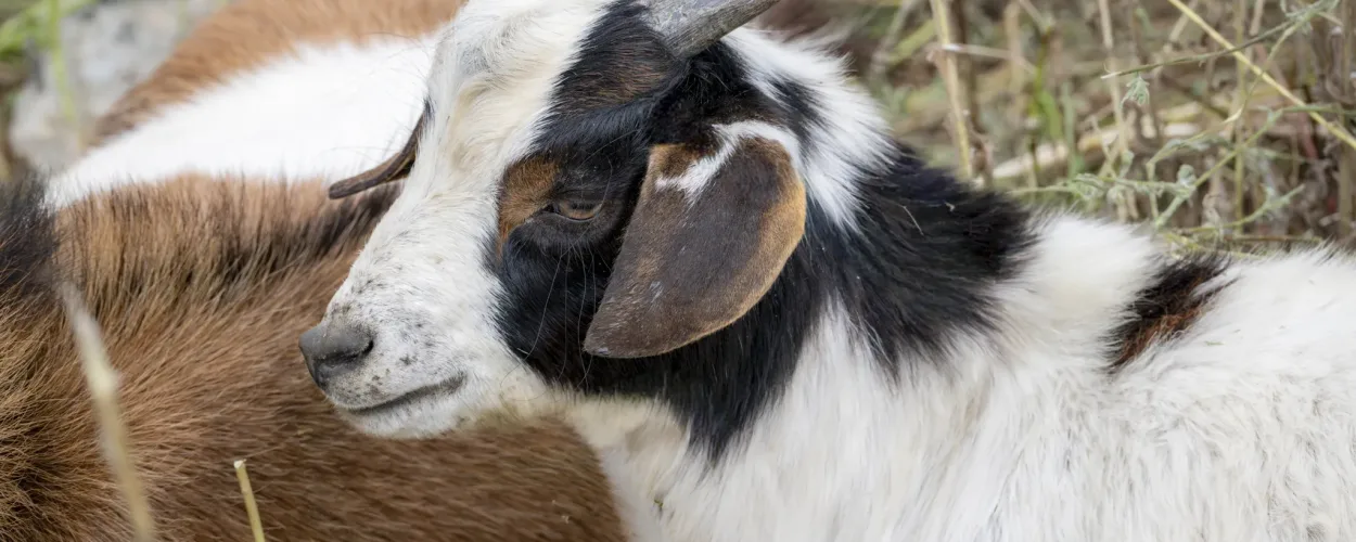 Goat Erik Jay